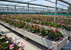 A pretty view: flowering gerbera's in all different colors at Florist Breeding