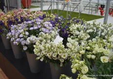 The lisianthus is one of the main products of Sakata