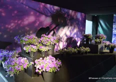 The Fleurostar winner: Petunia cultivars NightSky form Selecta Klemm