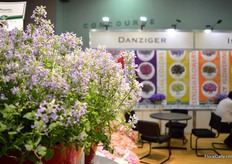 The Nepeta aroma Violet of Danziger.