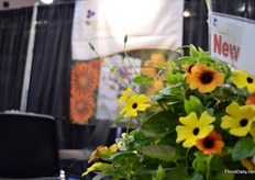 Thunbergia Alata Arizona Terracotta of Jaldety.