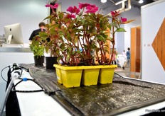 The irrigation mat of WaterPulse.