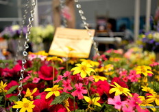 Mom's Chosen One MiX of Syngenta.