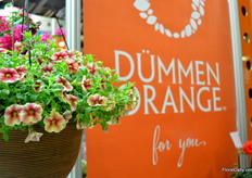 Calibrachoa Volcano Sunset 2016 of Dümmen Orange.