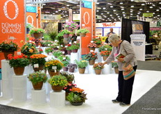 Visitors looking at the varieties of Dümmen Orange.