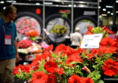 The Success Red of Benary.