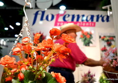 The Salmon Coral Begonia Solenia of Optimara Group.