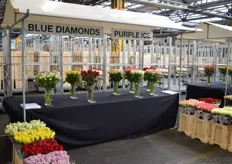 Blue Diamond cultivates 4 varieties in a 15.5 ha sized greenhouse. In autumn, new varieties will be cultivated. Purple Ice grows 5 variëteiten in a 6 ha sized greenhouse.