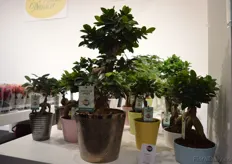 Ficus Gingseng of Mondo Verde in a new ceramic pot.