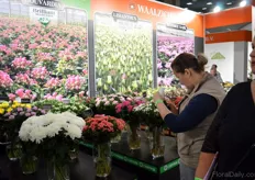 Visitors taking pictures of the Flowers of Waalzicht.