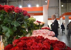 The roses of Dümmen Orange.