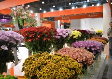 The Chrysanthemums of Dümmen Orange.