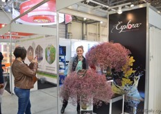 The Israeli Breeder Danziger showcased their new Explora gypsophila. This is the first purple colored gypsophila. At the show it received a lot of attention from the visitors.