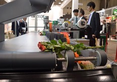 Bercomex machine imported by Impack. The machine cuts the flowers and removes the leaves.