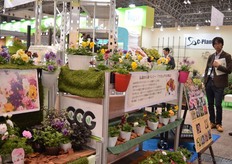 Also the flowers of GGG Jongplanten are presented.