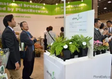 Visitors looking at the booth of Vitro Plus at the Kaneya booth.