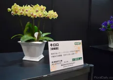 Kiroko of Sheena Orchids won the runner op Flower Awards.