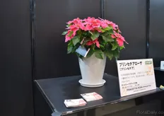 Princettia Rosa of Suntory flowers won the Flowers Award for potted plants.