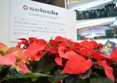 The poinsettias of Selecta, presented at the booth of Kaneya