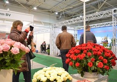 The new Red Eagle Rose of Kordes Roses is catching the eye of many visitors.