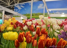 The tulips of Haakman.