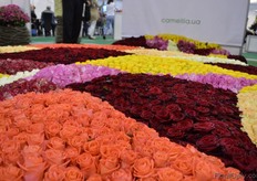 The roses of Camellia.