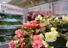 The begonia of Beekenkamp.