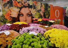 The chrysanthemums of Dümmen Orange.