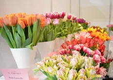The tulips of Boon Export.