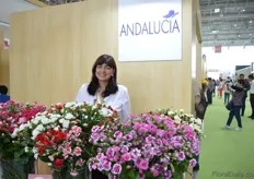 Aura Rocio Naranjo from Andalucia. She grows spray carnations in a 25 ha sized greenhouse and is at the exhibition to explore the market. According to Naranjo, the spray carnations are not that popular at the moment in China, but she expects the popularity to grow withing two years. “Two years ago, the spray carnation was not popular in Japan and now it is. I expect the same trend for China”, she says.