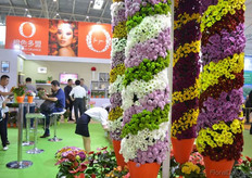 The Chrysanthemum creation at Dümmen Orange.