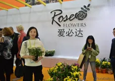 Jia Yang from Rose Flowers. This Chinese rose grower, cultivates potted roses in a 3 ha sized greenhouse. Every year, they produce around 3 million potted roses and the demand and prices are increasing. In the coming years, they want to expand the greenhouse to 5 ha. This greenhouse is an automatic controlled glass greenhouse equipped with a Priva system.