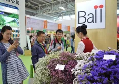 The booth of ball filled with Gypsophila. The tinted ones are attracting the attention of many visitors.