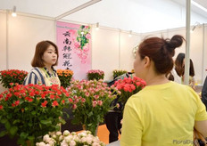 The spray roses of Rosepia.