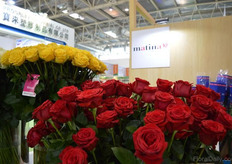 The roses of Matina.