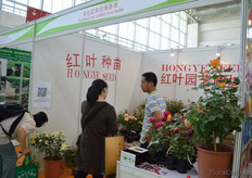 Professional potted rose base.