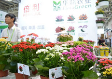 The kalanchoes of Flora Green.