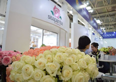 The roses of Sisapamba.