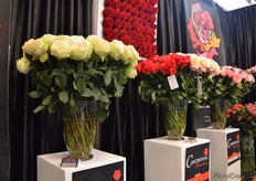 The Mayra's roses of Continental Breeding.