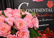 The Mayra's roses of Continental Breeding.