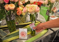 According to Sjenn, the garden type roses are becoming a trend. One of their new garden type roses is Pride of Jane.