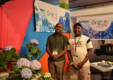 Kelvin Mbugua and Lawrence Ngugi of Orgem Fresh Cut Flowers. Orgem is a new farm that is eager to cultivate hydrangeas. They are currently doing their first testes at their 8ha sized far, and they are planning to export their first flowers in 2 years.