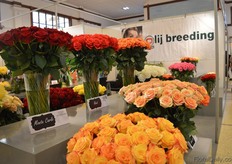 The roses of Olij Breeding.