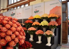 The 3D rose of NIRP.