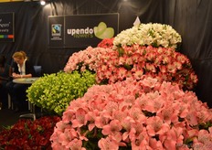 The alstroemerias of Upendo Flowers.