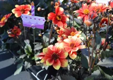 The Dahlia Dahlegria is one of the new varieties of Florensis that also took part in FleuroSelect. This Dahlia has very dark leaves and a colorful flower. According to Regina Dinkla it is an ideal retail impuls article.