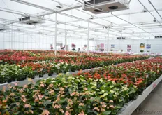 "At Anthura. In front of the photo, the smaller anthuriums. According to Mattijs Bodegom, there is a trend towards smaller potsizes. Therefore, they created "Small is the next thing"."