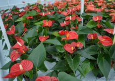 "The Arsto is one of the novelties of Anthura. "This red anthurium has a spicy character."