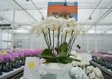 The Brisbane of Anthura is a new addition to their white segment. It has two stems and large flowers. Mattijs Bodegom has high expectations of this variety.