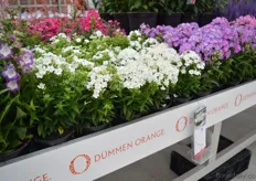 The Paniculata of Dümmen orange. This is a new variety in the Phlox Early series. This is a compact phlox with a long flowering period and can be easily cultivated on a smaller potsize.